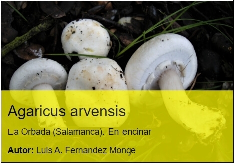 Imagen de Agaricus arvensis
